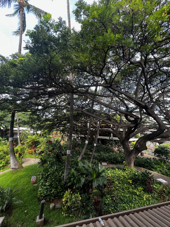 Hawaii Travel - 075