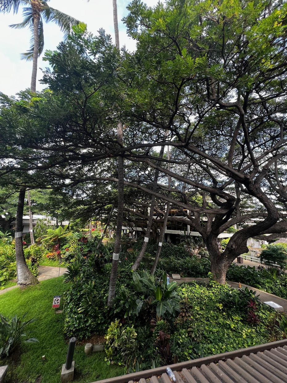 Hawaii Travel - 075